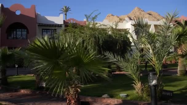 Egyiptom-Dahab hotel pálmafákkal — Stock videók