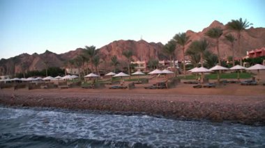 Mısır Dahab palmiye ağaçları ve deniz