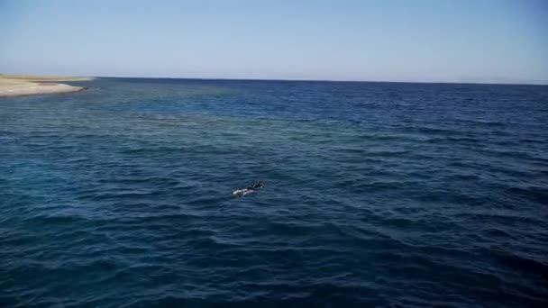 Egito snorkelers na água — Vídeo de Stock