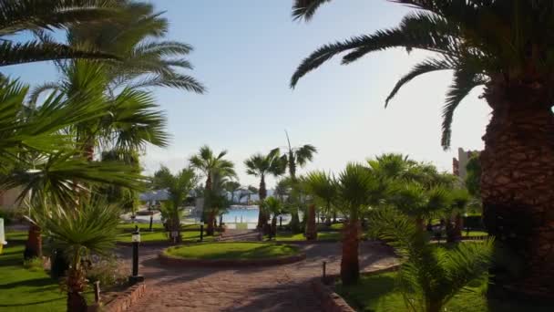 Egypt Dahab hotel palm trees — Stock Video