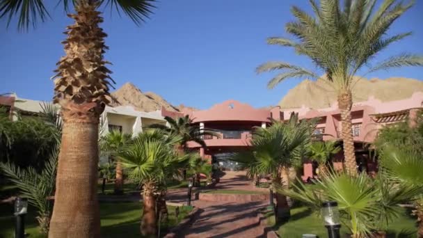 Egipto Dahab Hotel Palmeras — Vídeos de Stock