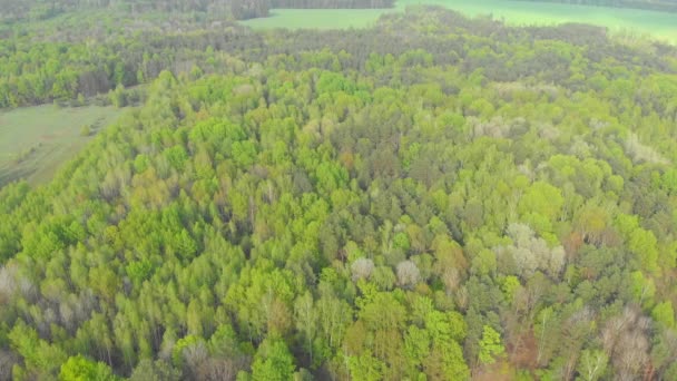 ベラルーシ航空写真の森林とフィールド — ストック動画