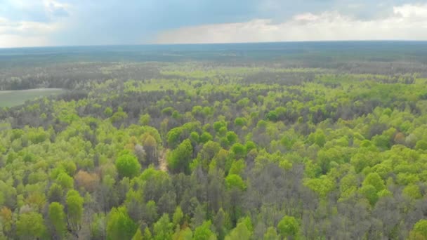 Beyaz Rusya hava fotoğrafçılığı ormanları ve alanları — Stok video