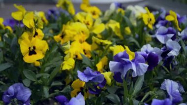 Pansies rüzgarda sallanan