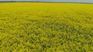 ortasında kolza alanı ve kırsal yol havadan görünümü