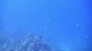 Dalış Mısır kızıldeniz balık ve mercan