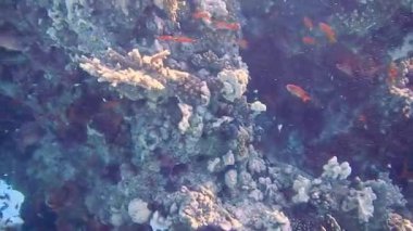 Dalış Mısır kızıldeniz balık ve mercan