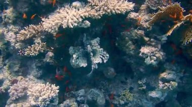 Dalış Mısır kızıldeniz balık ve mercan