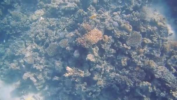 Plongée Egypte poissons de mer rouges et coraux — Video