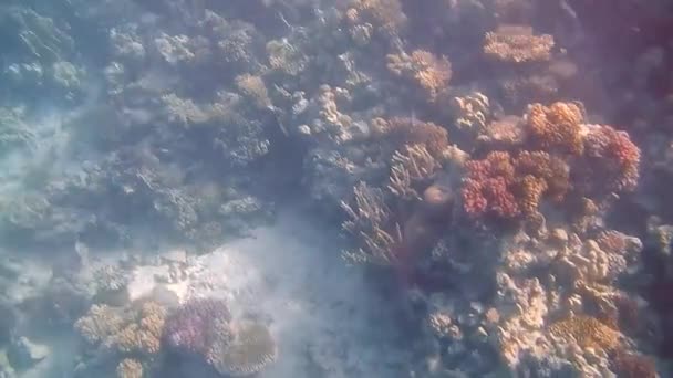 Buceo Egipto peces de mar rojo y corales — Vídeo de stock