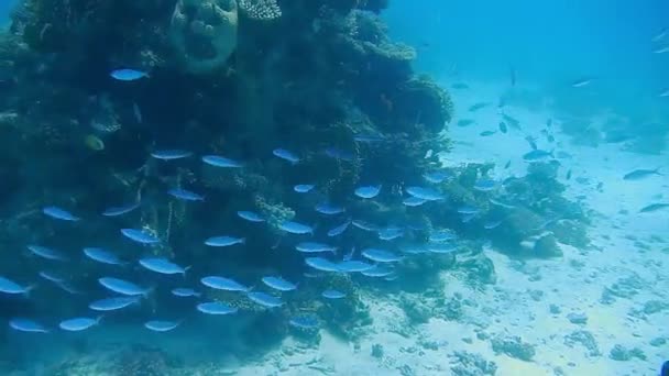 Plongée Egypte poissons de mer rouges et coraux — Video