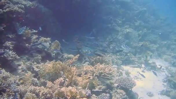 Buceo Egipto peces de mar rojo y corales — Vídeo de stock