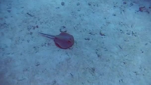 Buceo Egipto scat mar rojo — Vídeo de stock