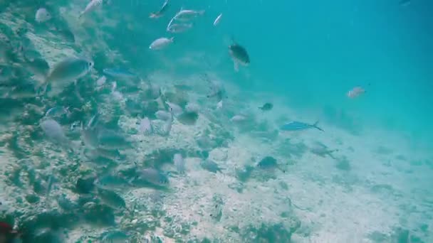 Tauchen ägyptischen roten Meeresfischen und Korallen — Stockvideo
