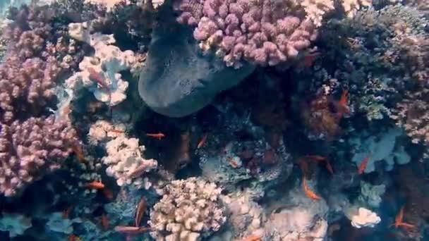 Дайвинг Египет красные морские рыбы и кораллы — стоковое видео