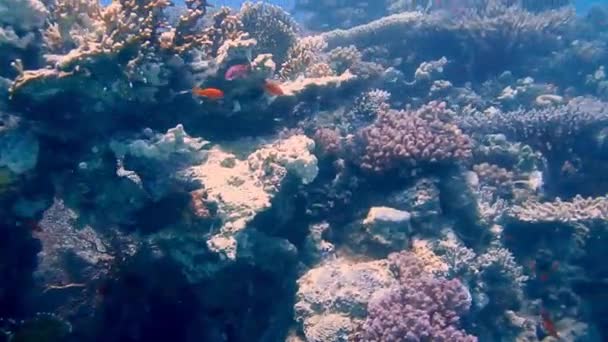 Plongée Egypte poissons de mer rouges et coraux — Video