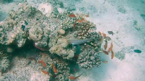 Tauchen ägyptischen roten Meeresfischen und Korallen — Stockvideo