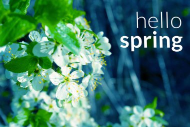 Erik çiçeği yakın çekim