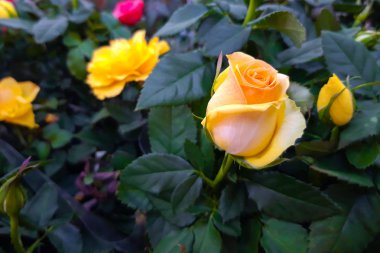 Güzel Sarı Gül kapatın. Hibrid tea gül çiçek. Gül çiçek hediye için. Dekoratif hibrid gül ev bitki