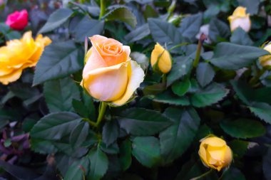 Güzel Sarı Gül kapatın. Hibrid tea gül çiçek. Gül çiçek hediye için. Dekoratif hibrid gül ev bitki