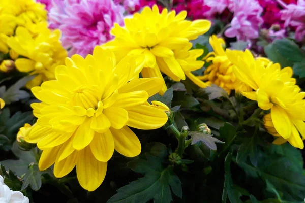 Buket sarı ve mor güzel krizantem kapatın. kasımpatı çiçekleri. Çin ' in çiçek kuzeydoğu Avrupa ve Asya. Aile bitki.