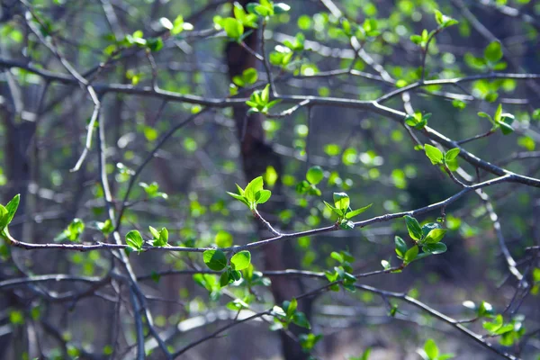 Ramos Verdes Dia Ensolarado Floresta Tons Frios — Fotografia de Stock