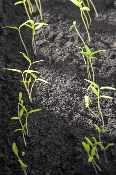 Lot Fresh Green Sprouts Young Tomato Bush Sun Growing Seedlings — Stock Photo, Image