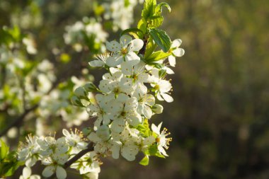 Erik çiçeği yakın çekim