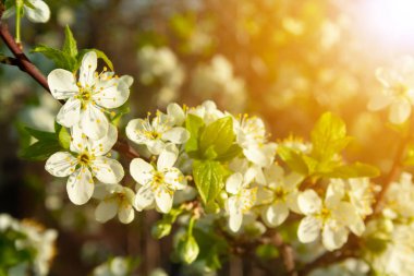 Erik çiçeği yakın çekim