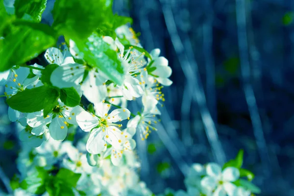 Plum blossom close up — Stock Photo, Image