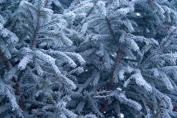 Frost spruce — Stock Photo, Image