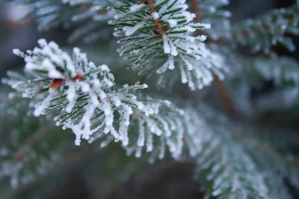 Frost Gran — Stockfoto