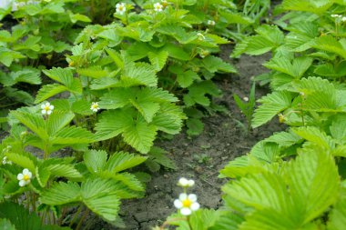 Yeşil çilek çalılar