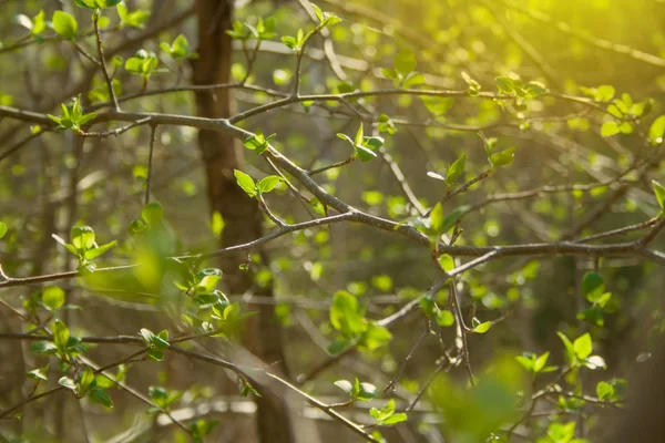 Groene takken op de zon — Stockfoto