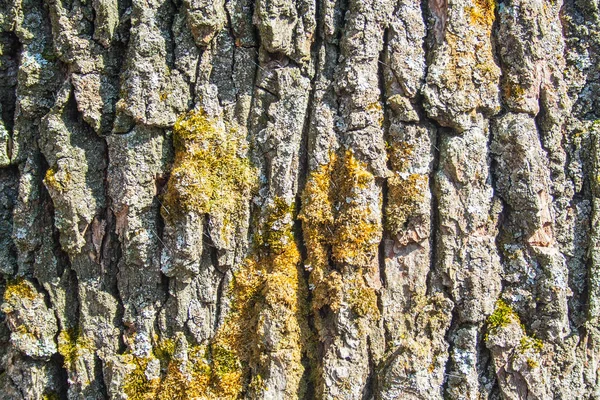 Textura de pino y musgo —  Fotos de Stock