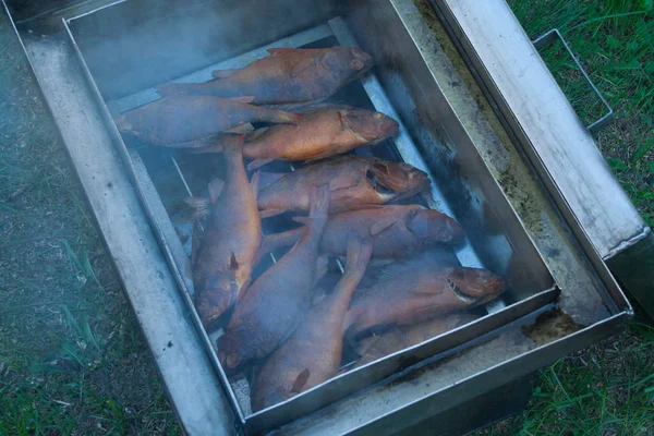 Fish smoking in smokehouse — Stock Photo, Image