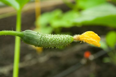 Genç yeşil salatalık