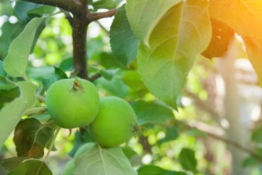 Olgunlaşmamış yeşil elma