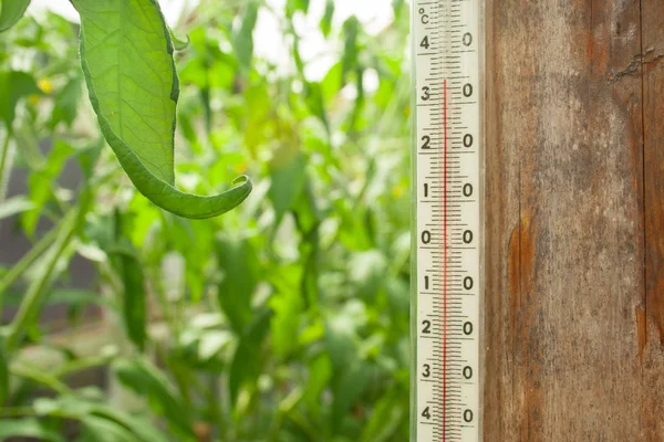 Thermometer in the greenhouse — Stock Photo, Image