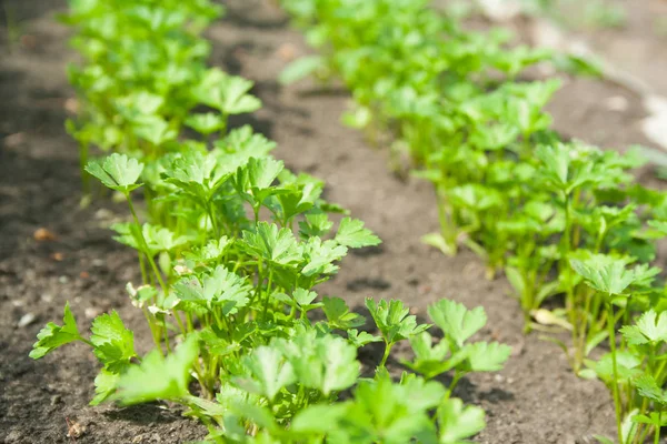 Dill patches and parsley — Stock Photo, Image