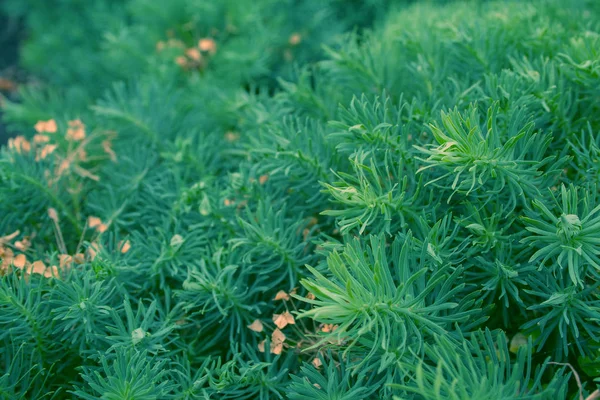 Spurge Cypress gräs — Stockfoto