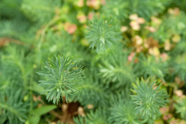 Spurge Cypress gräs — Stockfoto