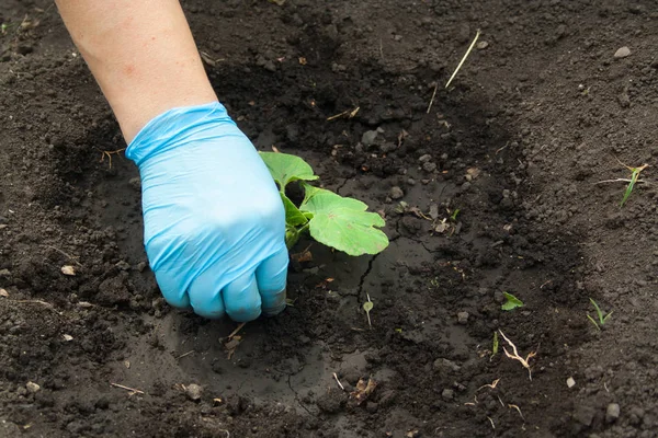 The hand pulls out the weeds — Stock Photo, Image