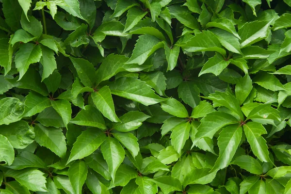 Зеленая стена виргинского ползуна — стоковое фото