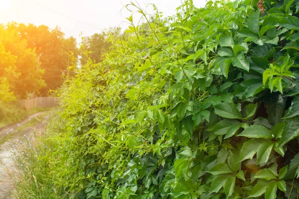 Groene muur van Virginia Creeper — Stockfoto