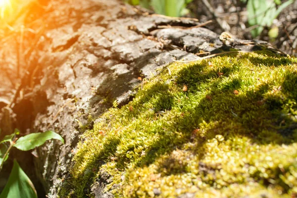 Groen mos op een boom — Stockfoto