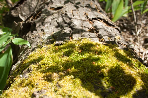 Musgo verde en un árbol —  Fotos de Stock