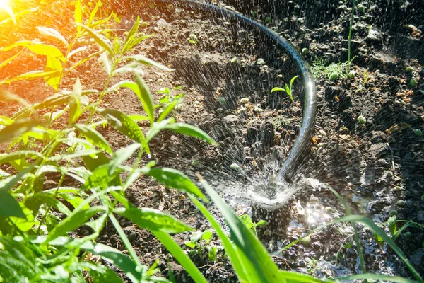 Système d'irrigation dans le jardin — Photo