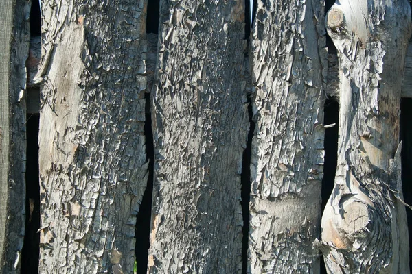 Textura de pino áspero —  Fotos de Stock