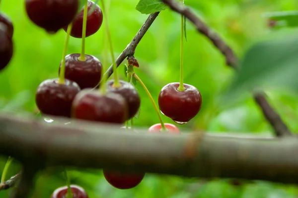 Cerises rouges avec gouttes — Photo